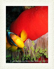 Red Sea Anemonefish4